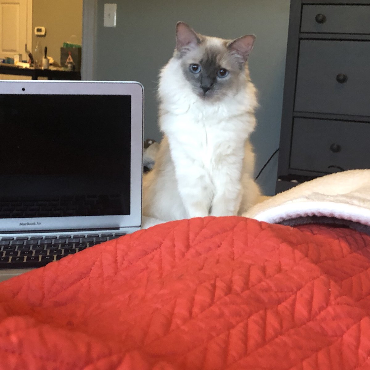 S_poindexterus's tweet photo. Esmeโs concerned face. Why are you still in bed even after your laptop died. #timetorelocate https://t.co/qb5UzPfJ2r