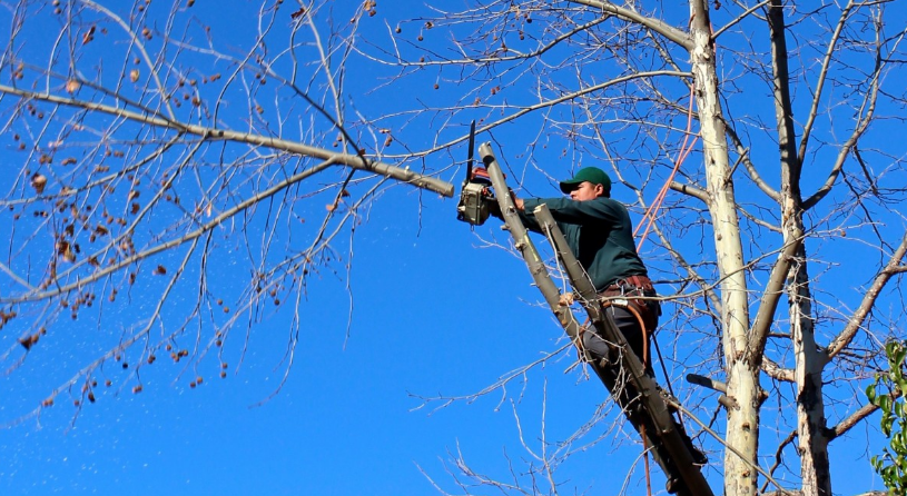 #FOREST #HILL #FORESTRY provides tree cutting services for both residential and commercial clients. Call <a href="/FHForestry/">Forest Hill Forestry</a> at +437-776-4172 now.
foresthillforestry.com/tree-cutting-s…