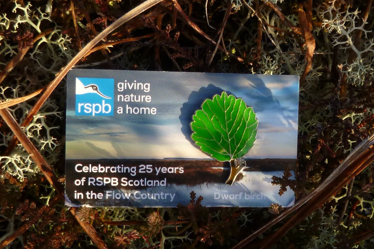 Check out our awesome badge celebrating 25 years of RSPB Scotland in the Flow Country! Find out more about dwarf birch and where you can find this special pin in our blog: bit.ly/38hmkNx