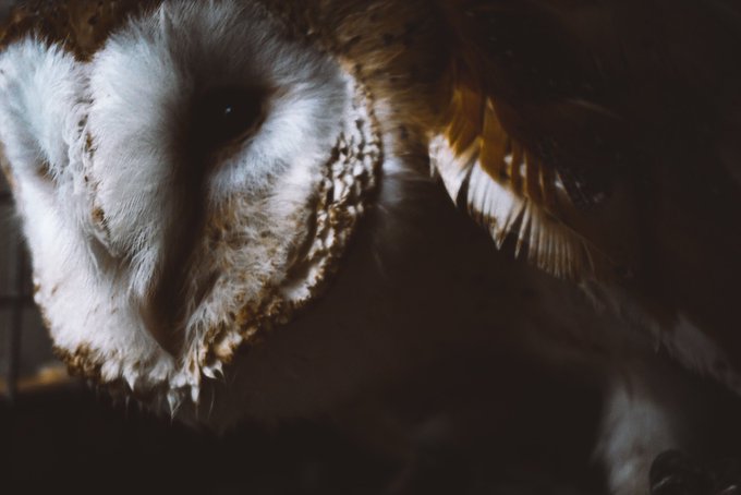 It's not about how you look, it's about how you see.
Photography by @AnnaQuinnUK 
#BBCWildlifePOTD #SonyAlpha