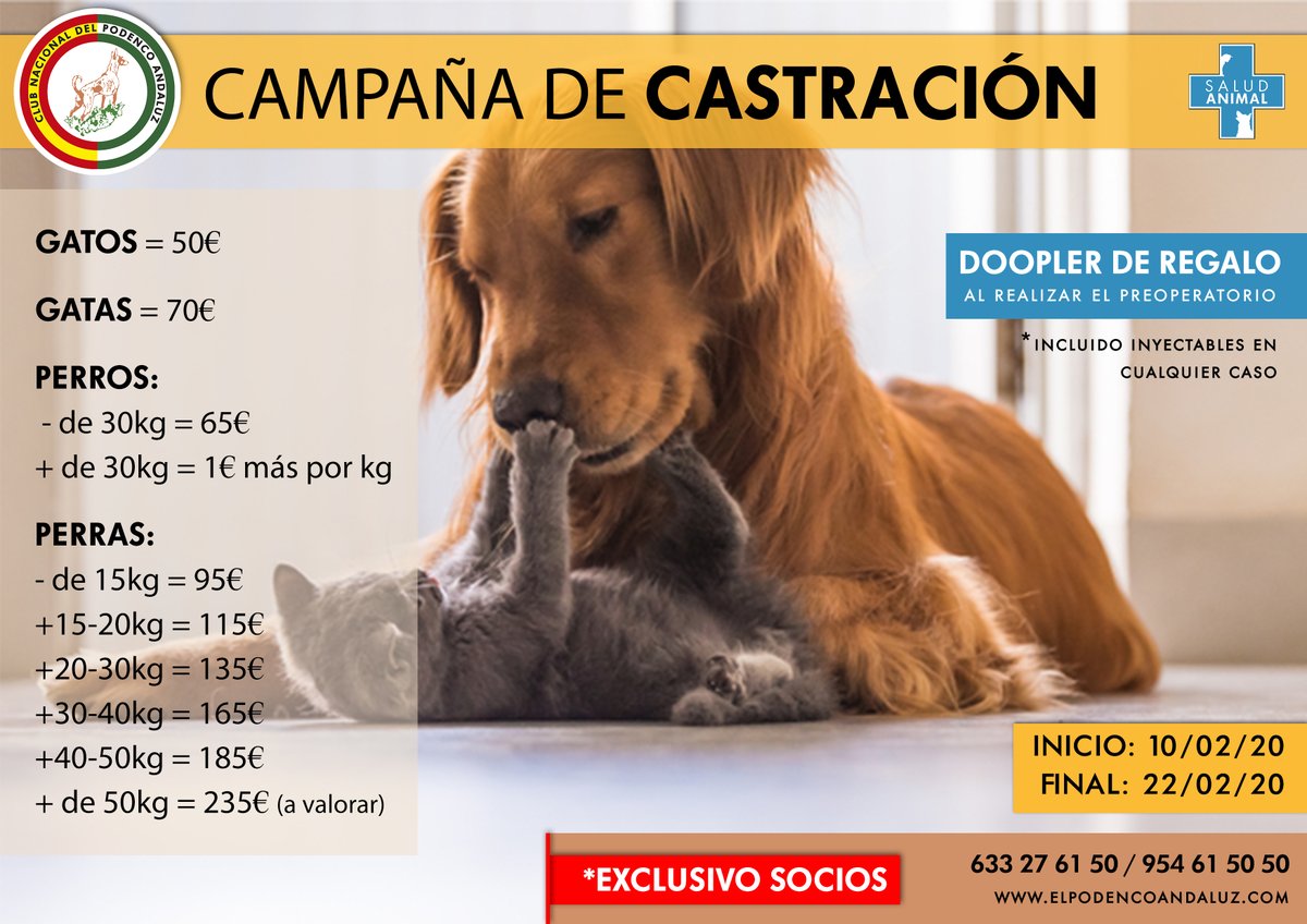 elpodenco's tweet photo. Ya tocaba alguna campaña... 🎉🎉🎉

Desde el día 10 al 22 de Febrero podéis coger cita para esta CAMPAÑA DE CASTRACIÓN para perr@s y gat@s 🐱🐶

Además al realizar el preoperatorio tendrás el la ecografía DOPPLER de regalo😉

➡https://t.co/Mvtg6Cmnhj https://t.co/ty9G9j6VMp
