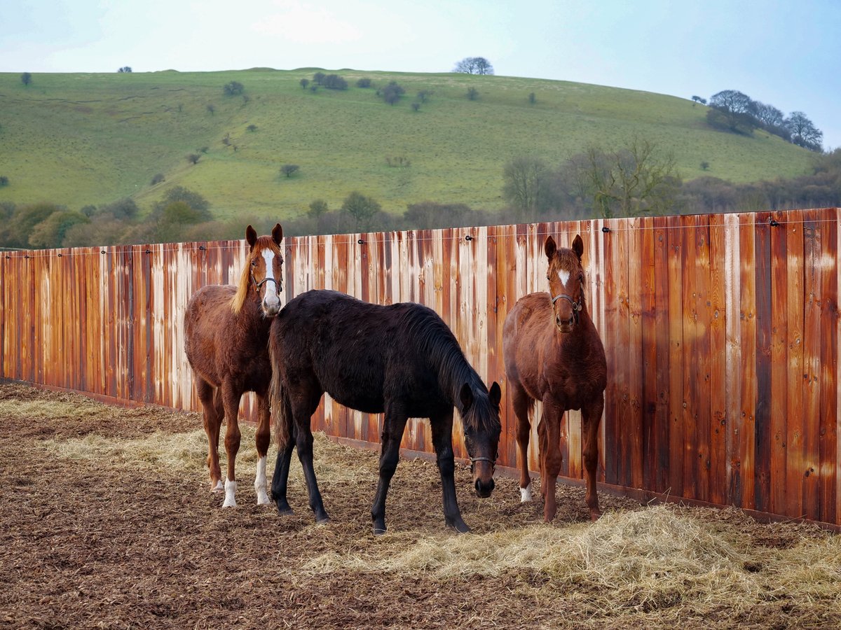 WatershipStud's tweet photo. Yearlings enjoying the luxury of all-weather turnouts during the Winter months at Watership Down! #FirstClassFacilties #BornRaisedAndGrazed #WatershipDownStud https://t.co/FM2LNvRyAC