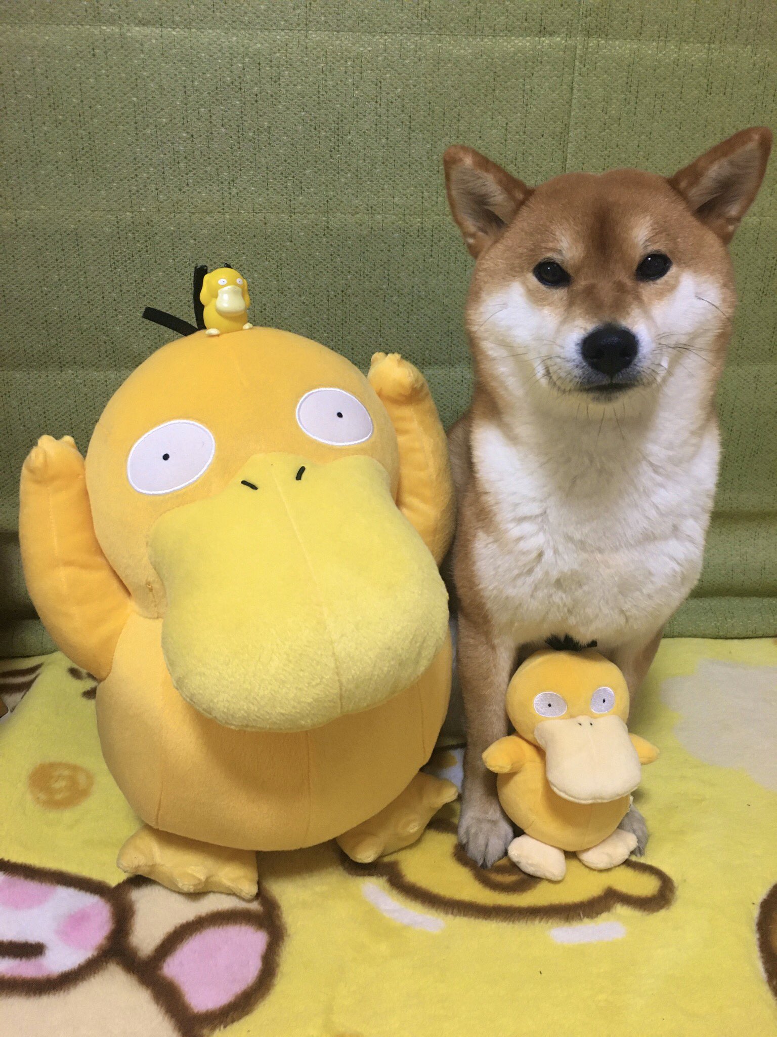טוויטר 柴犬ゆきちゃん בטוויטר コダックと柴犬ポケモンのユキチャン ポケモン オブ ザ イヤー T Co Edlbhedziz