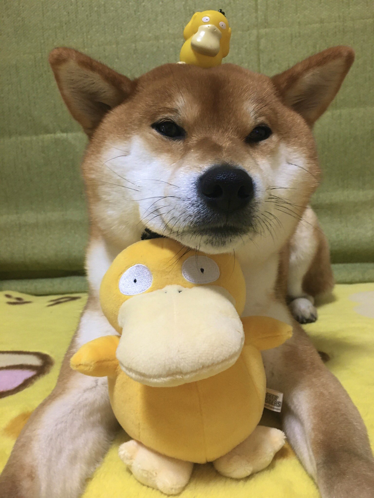 טוויטר 柴犬ゆきちゃん בטוויטר コダックと柴犬ポケモンのユキチャン ポケモン オブ ザ イヤー T Co Edlbhedziz