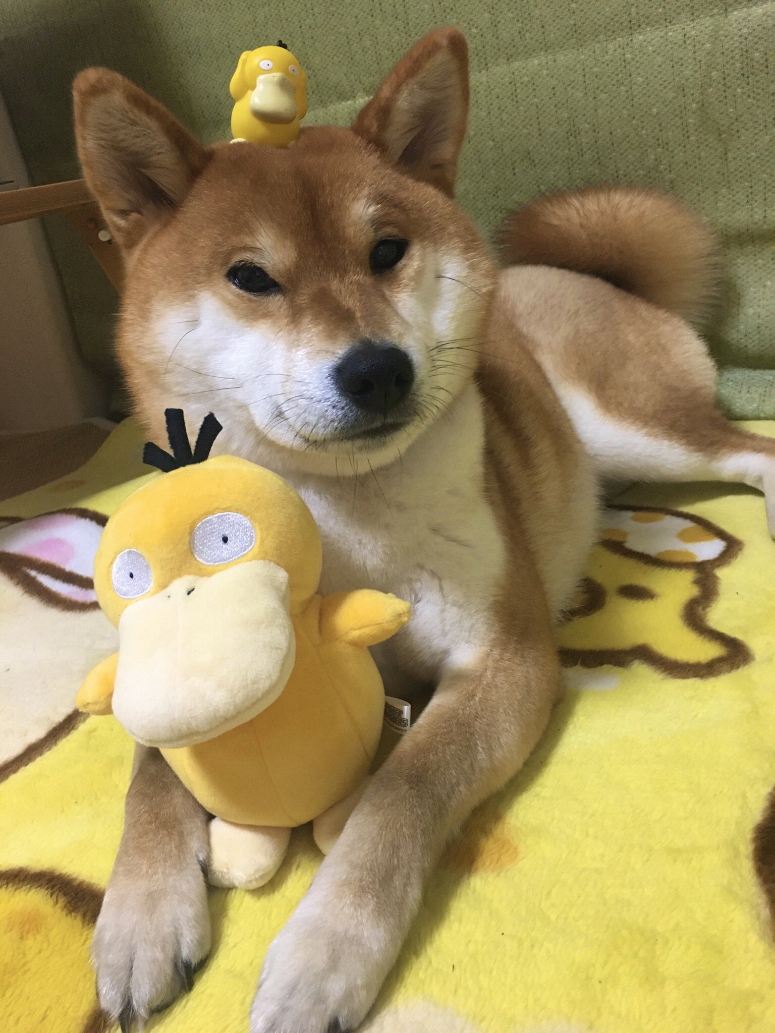 טוויטר 柴犬ゆきちゃん בטוויטר コダックと柴犬ポケモンのユキチャン ポケモン オブ ザ イヤー T Co Edlbhedziz