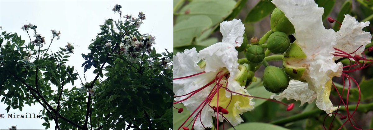 Delonix boiviniana #Fabales #Fabaceae collectée dans la forêt d’Antranovato, #montagnes des Français #Madagascar  @TeamKMCC