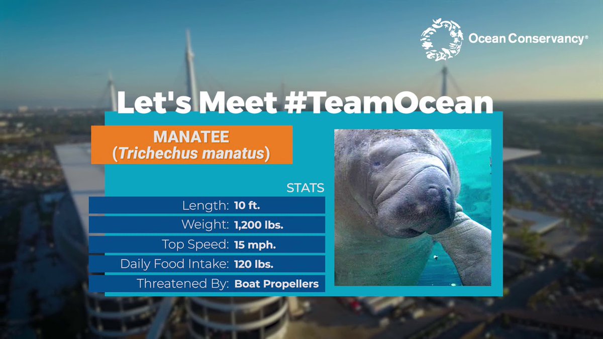 DefendtheWild's tweet photo. Letâ??s Meet Team Ocean: Manatee https://t.co/LYf0mHEv7Z https://t.co/jiL6HxAkRg