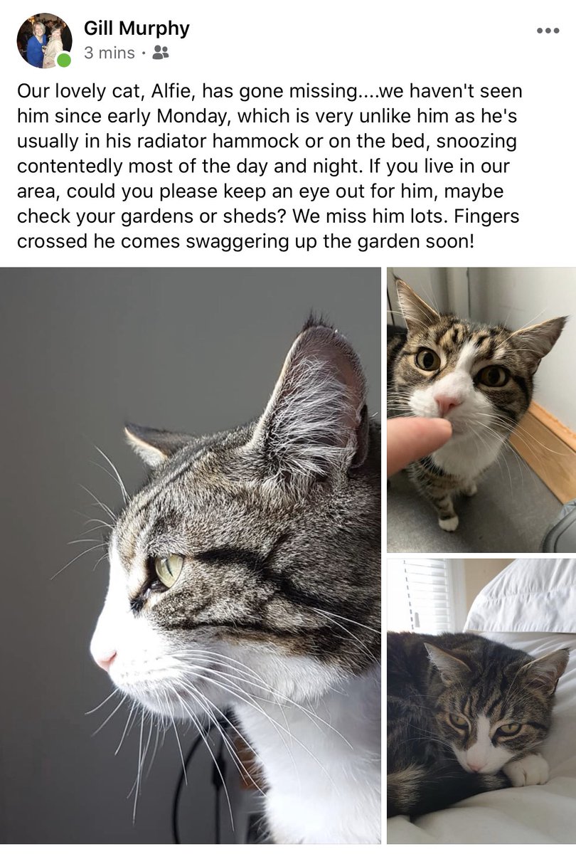 gbPizzaCo's tweet image. Missing cat in #Ramsgate:
One of our favourite pusscats in the world, Alfie, is missing. A hunky tabby, he’s such a gorgeous boy and much-loved. Please look in sheds and garages. #lostpets