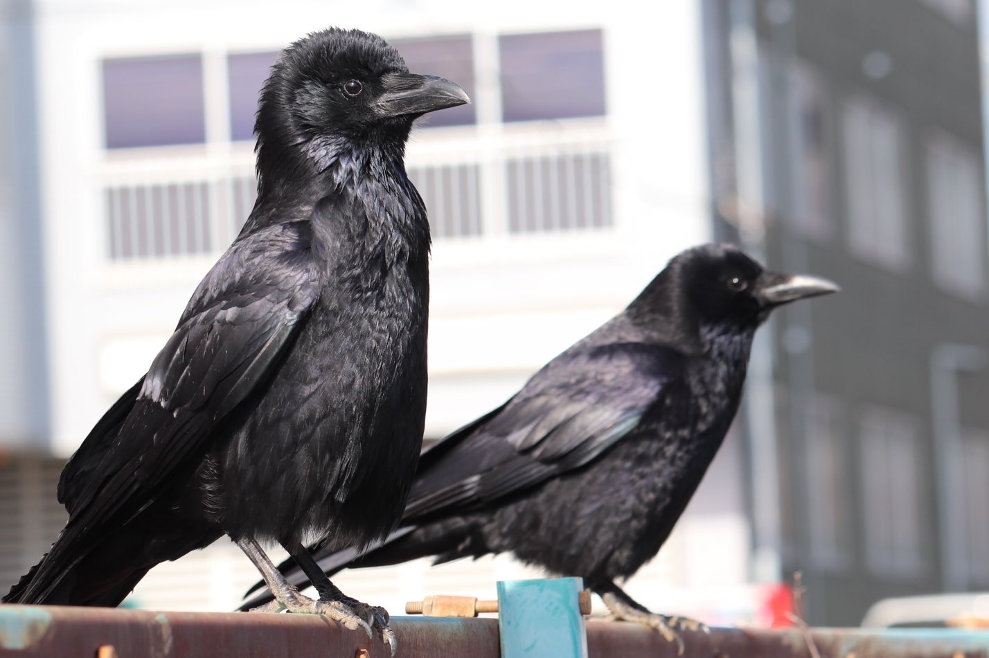 ネオンneペタカラスキー からす カラス 今日はテリトリーを持たないハシブトガラス達が ウロウロしていたから ジャックはずっと気にして追い回していた 見てこの凛々しい ジャックの横顔 ちょっと得意げ 妻も誇らしそう T