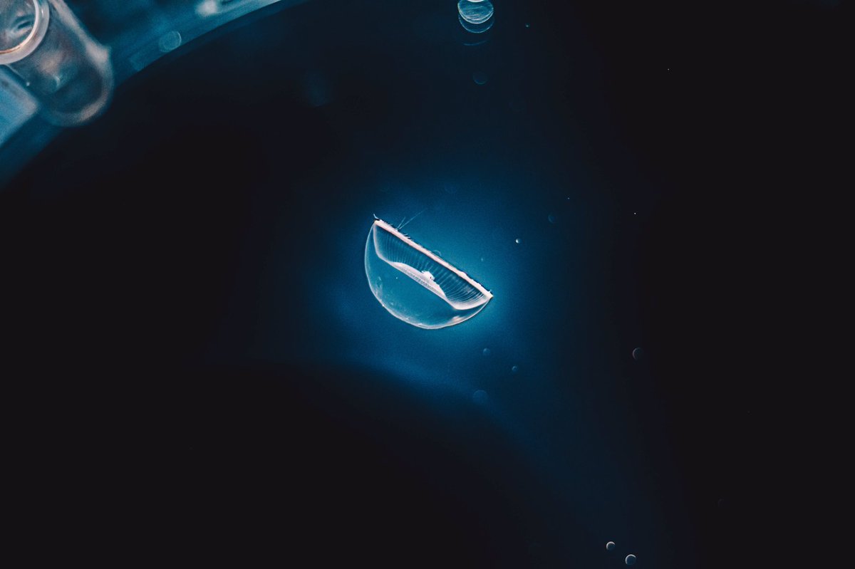 Tsunekawa 海遊館の海月銀河知ってますか 星々がきらめくエスカレーターに乗って暗く静かな 空間を降りて行けばそこには様々な海月たち まるで星の海を旅するようにふわりと漂う姿は見ているだけで癒される 時間を忘れて永遠に眺めていたかった Tsunekawa 海遊館の海月銀河知ってますか 星々がきらめくエスカレーターに乗って暗く静かな 空間を降りて行けばそこには様々な海月たち まるで星の海を旅するようにふわりと漂う姿は見ているだけで癒される 時間を忘れて永遠に眺めていたかった