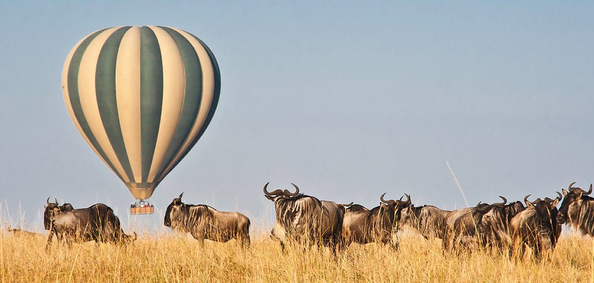 Unlike the conventional models of game viewing the Masai Mara National Reserve which are, by and large, use of tour vans, the Mara has more than one way to enjoy the sight of the wild. Hot air balloon safaris sum up your adventure in the wild.. cutt.ly/urJEVMc