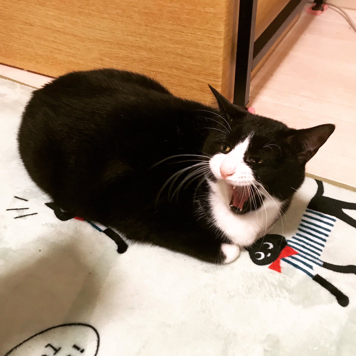 O Xrhsths 仲良し保護猫 うに むぎ はち むー Sto Twitter 日光東照宮の2代目眠り猫にエントリー中 はっちゃんお顔 笑 はち 眠り猫 日光 東照宮 愛してみるん とろねこチャレンジ 猫 ねこ ネコ 保護猫 元野良猫 茶トラ 茶トラ白 白黒猫