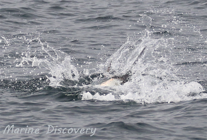 Mounts Bay Marine Group tweet media