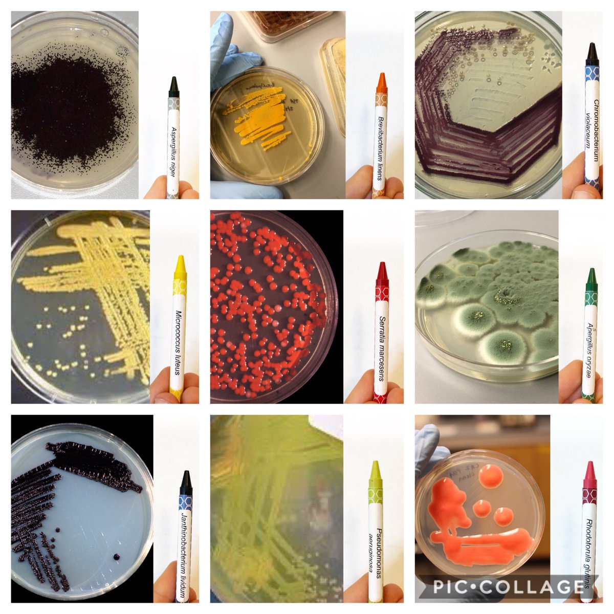 AnneAMadden's tweet photo. Microbe crayon inspiration.

Some examples of the natural pigments from microbes that inspired the relabeling of crayons in the microbe crayon project. 
https://t.co/QyIFwFop9G 

Image credits below.
#MicrobeCrayons https://t.co/kkzCgbRpkq