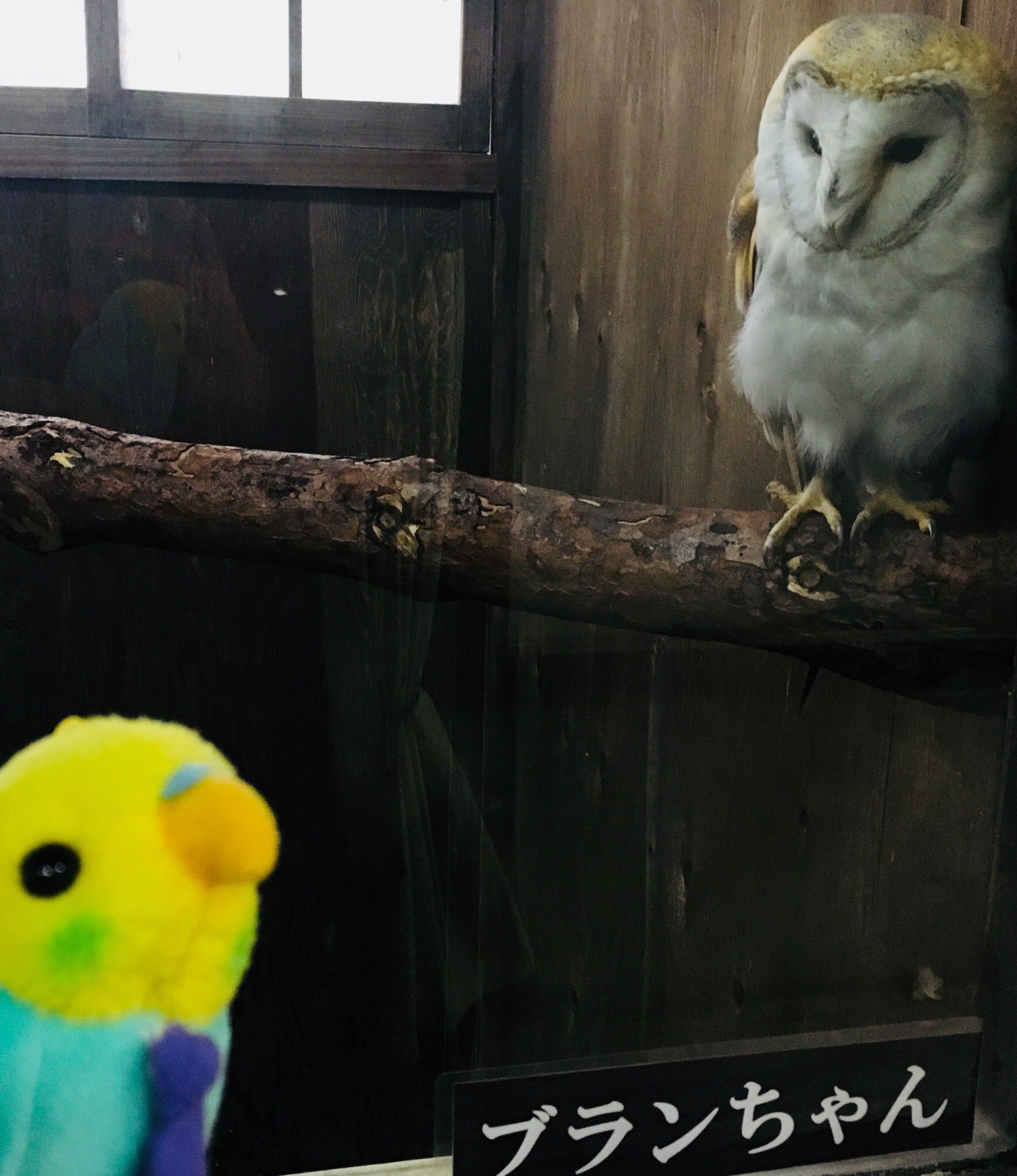 太洋産業貿易 Twitter पर 調査員のパステルですっ 今日飛んできたのは 富士花鳥園さん Fujikachoen です たくさんの フクロウ をはじめ 色々な種類の鳥さんと会える ワクワクする場所でした グッズもたくさんありましたよー 最後にブランちゃんとパシャり