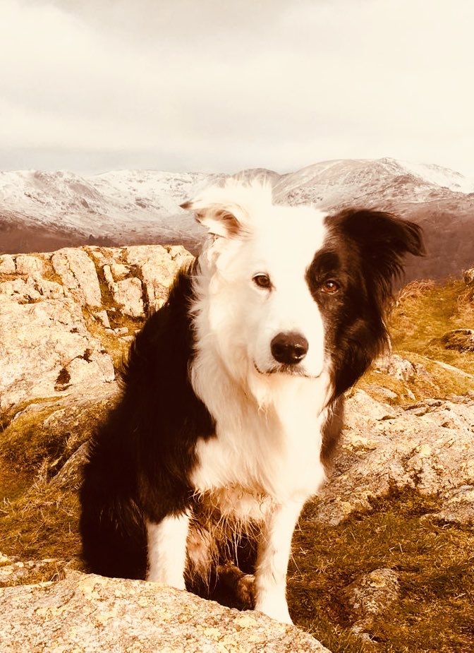 zakthecolliedog's tweet photo. #clappersgate this morning. https://t.co/DH8bIgM7sw