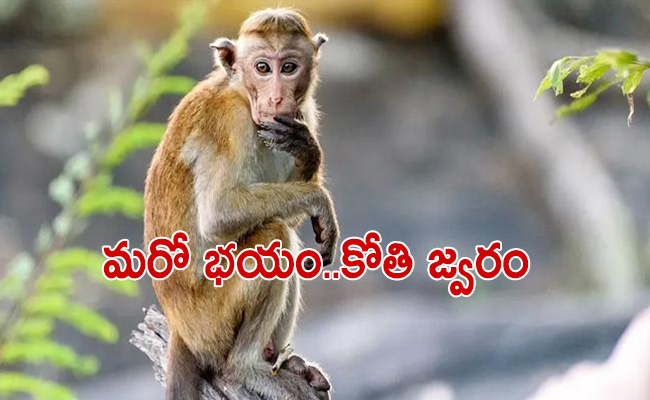 SakshiNews's tweet image. మరో భయం..కోతి జ్వరం
sakshi.com/news/national/…
#MonkeyFever #coronavirus