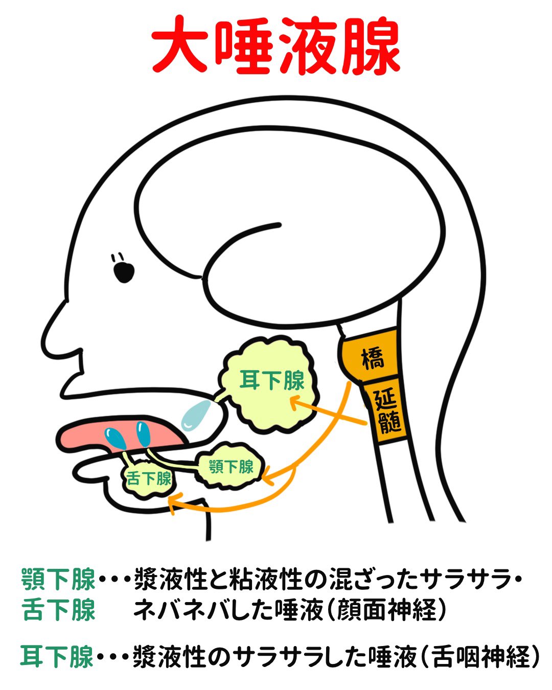 ゴロ 解剖生理イラスト Twitter पर イラストで分かる 大唾液腺 耳下腺 顎下腺 舌下腺 神経支配も合わせて覚える T Co Kwxyvtwciq Twitter