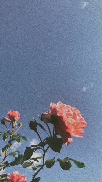 ✩‧₊˚ — ᴍʏ ᴅᴊᴀʀɪɴ — ✨🌿🌈 tweet media