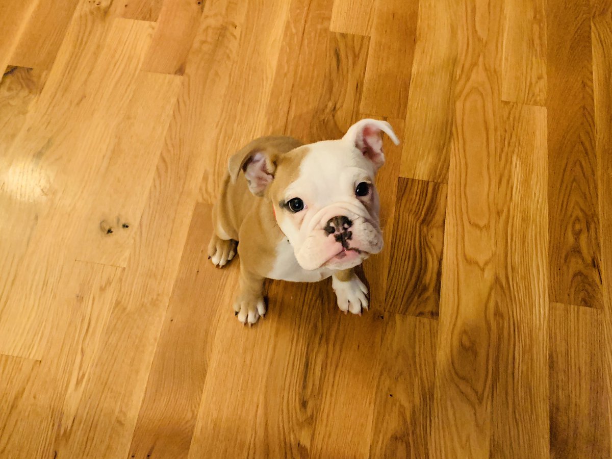 sistascholar's tweet photo. My son transferred to @ncatsuaggies last Fall. He had classes in Webb Hall everyday which meant he saw the Aggie Dog a lot. Long story short, we now have an English Bulldog pup. Meet Pastelle. #AnimalScienceMajor https://t.co/FRcQEWLM44