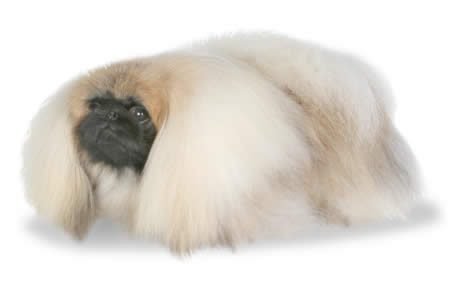 Why do pekingese dogs look like bangs that you cut yourself when your mom wasn't looking