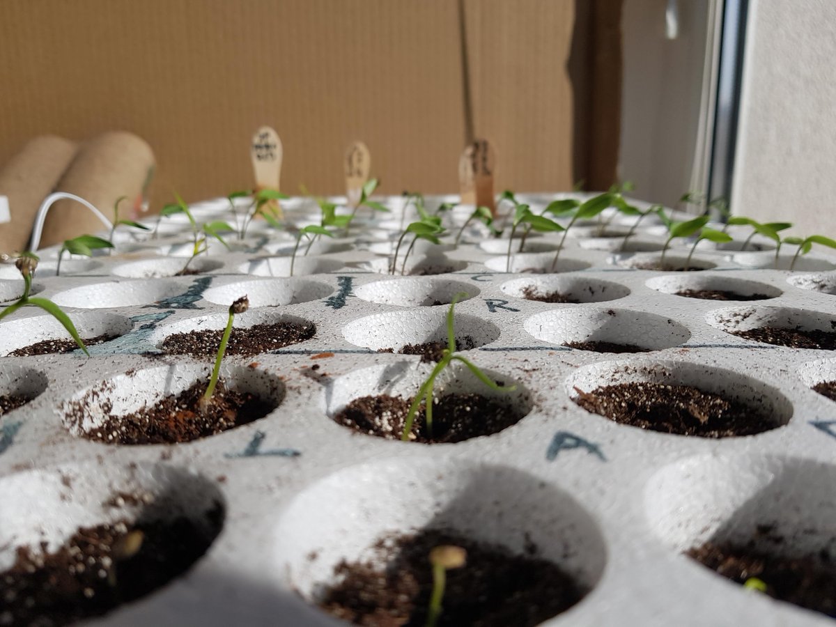 MyChilliGarden 🌱 tweet media