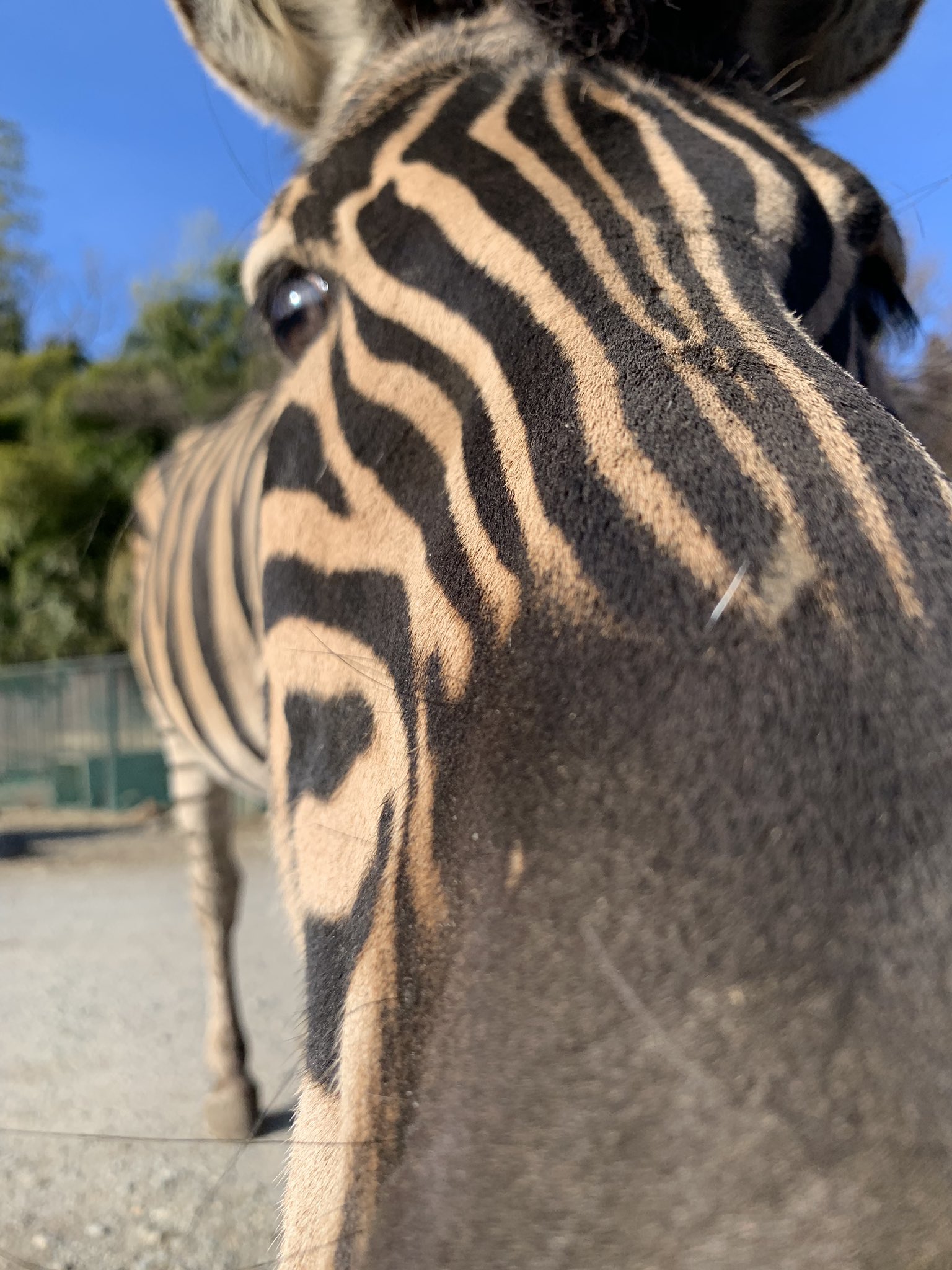 那須サファリパーク ドアップのシマウマです 顔までくっきり縞模様が入っています カメラに興味津々でした シマウマ Chapmanszebra ドアップ 近いよ T Co Hyyugdmw Twitter