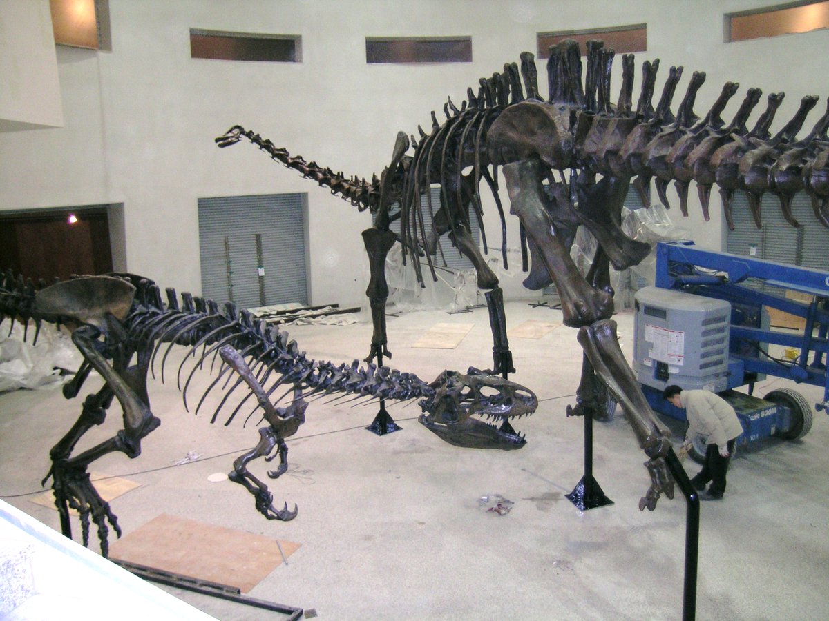 ResearchCasting's tweet photo. It takes two to tango.💃 An #allosaurus pursues a #diplodocus at the #MokpoNaturalHistoryMuseum in South Korea. Who do you think will triumph? 
.
.
.
#rescast #paleontology #dinosaurskeletons #dinosaurcasts https://t.co/oEX40ErIhD