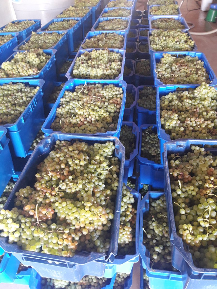 Daniel Heffner tweet media