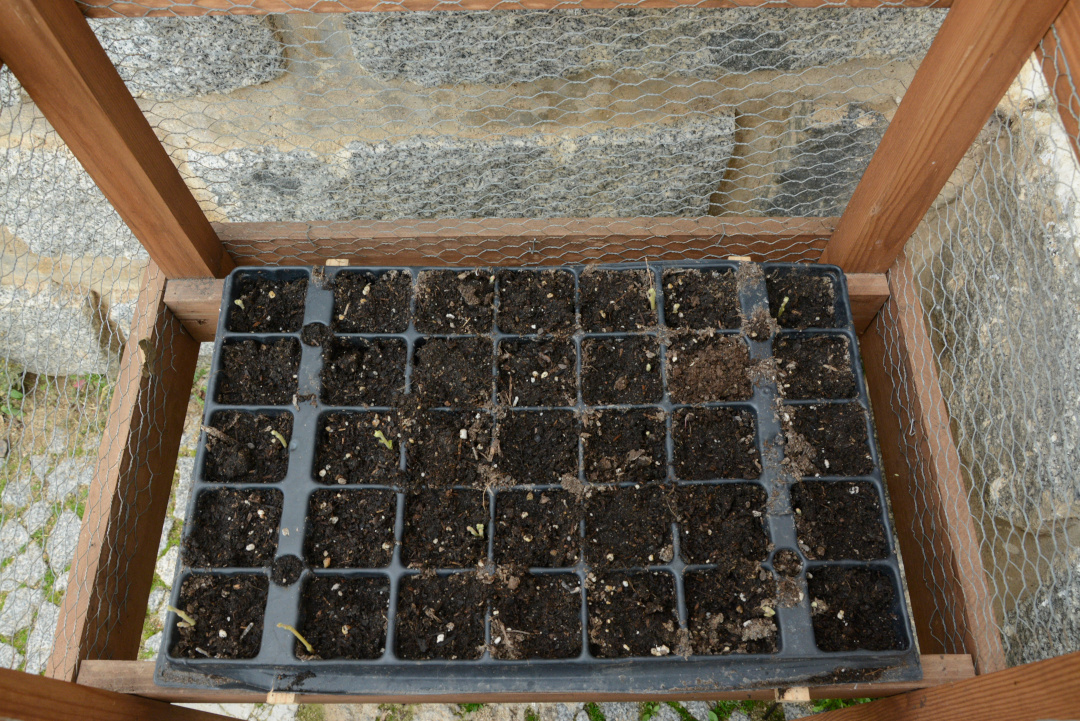 eldehesafio's tweet photo. Qué ilusión ver el progreso de las que plantamos en la primera sesión de El Dehesafío; estamos deseando trasplantarlas al campo esta primavera 🌳
El futuro de la dehesa está en nuestras manos y nos encanta cuidar nuestro entorno con este precioso proyecto 🤗 https://t.co/FCFlsEHG96