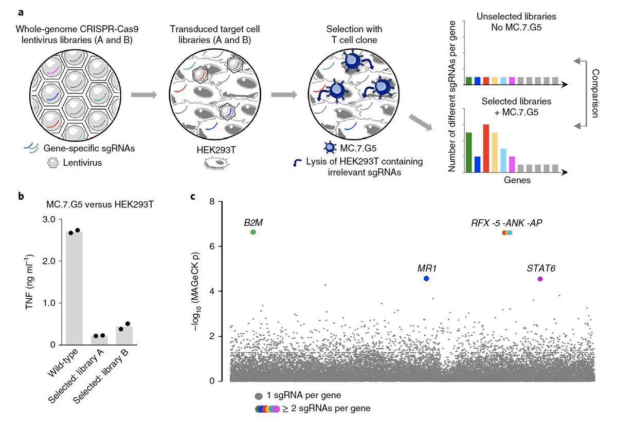 Genome-wide CRISPR-Cas9 screening finds a HLA-independent T cell receptor that targets #cancer vs. non-cancer cells via the MHC class I-related protein, MR1, based on sensing the cancer #metabolome: go.nature.com/2SdwRDN via <a href="/NatImmunol/">Nature Immunology</a> <a href="/cardiffuni/">Cardiff University</a> <a href="/UofUMedicine/">Spencer Fox Eccles School of Medicine</a> #immunotherapy