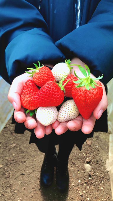 Twitterのコスプレ画像8