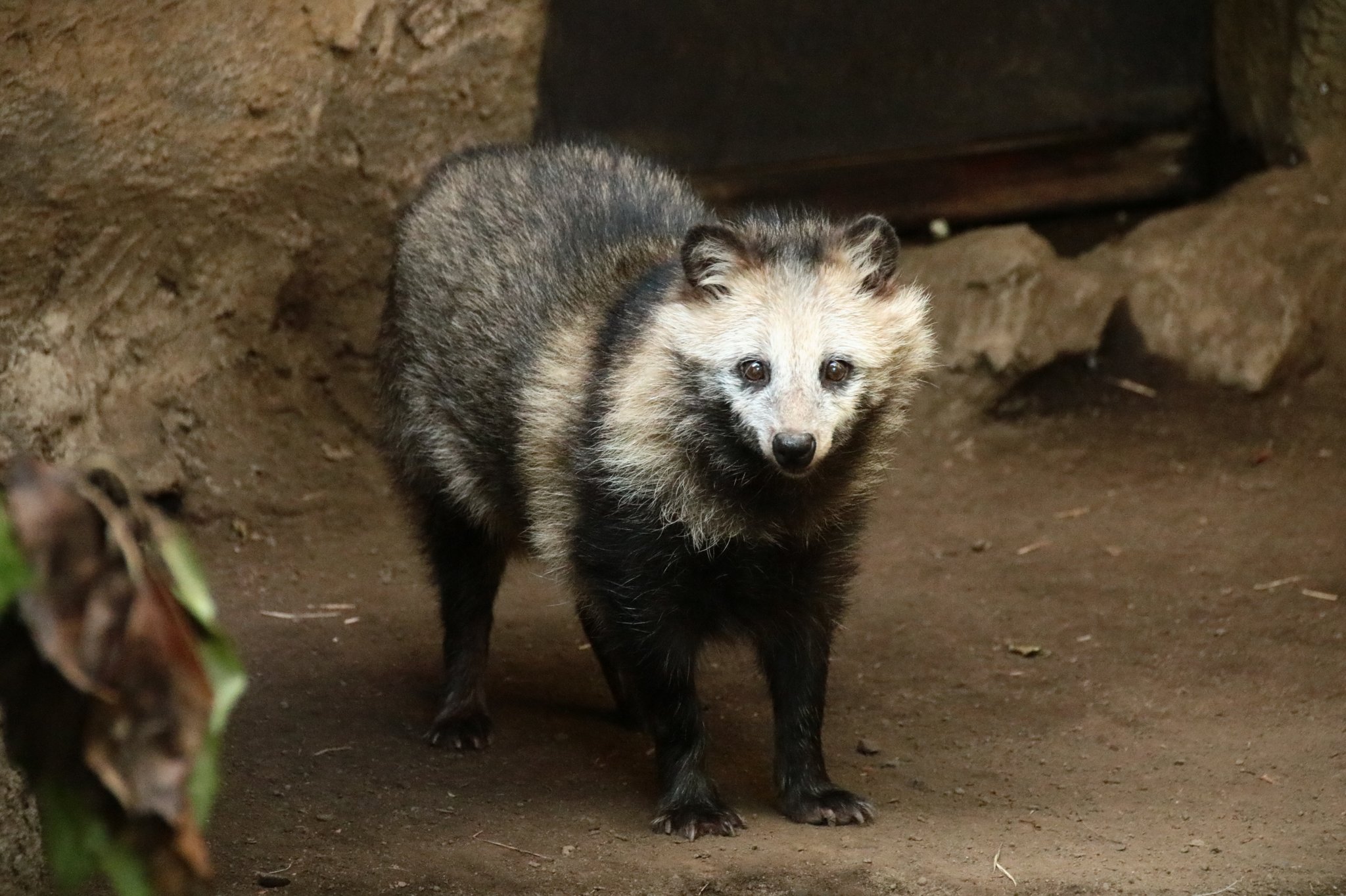 F No Twitter タヌキさんと 似ている と言われている動物たち 実は科のレベルから違っています 1 タヌキ イヌ科 2 アライグマ アライグマ科 3 ハクビシン ジャコウネコ科 4 ニホンアナグマ イタチ科 タヌキ アライグマ ハクビシン ニホンアナグマ