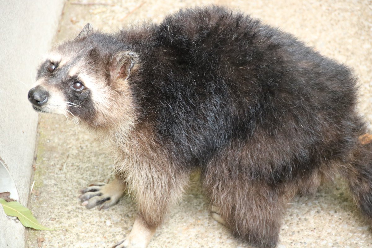 F タヌキさんと 似ている と言われている動物たち 実は科のレベルから違っています 1 タヌキ イヌ科 2 アライグマ アライグマ科 3 ハクビシン ジャコウネコ科 4 ニホンアナグマ イタチ科 タヌキ アライグマ ハクビシン ニホンアナグマ T