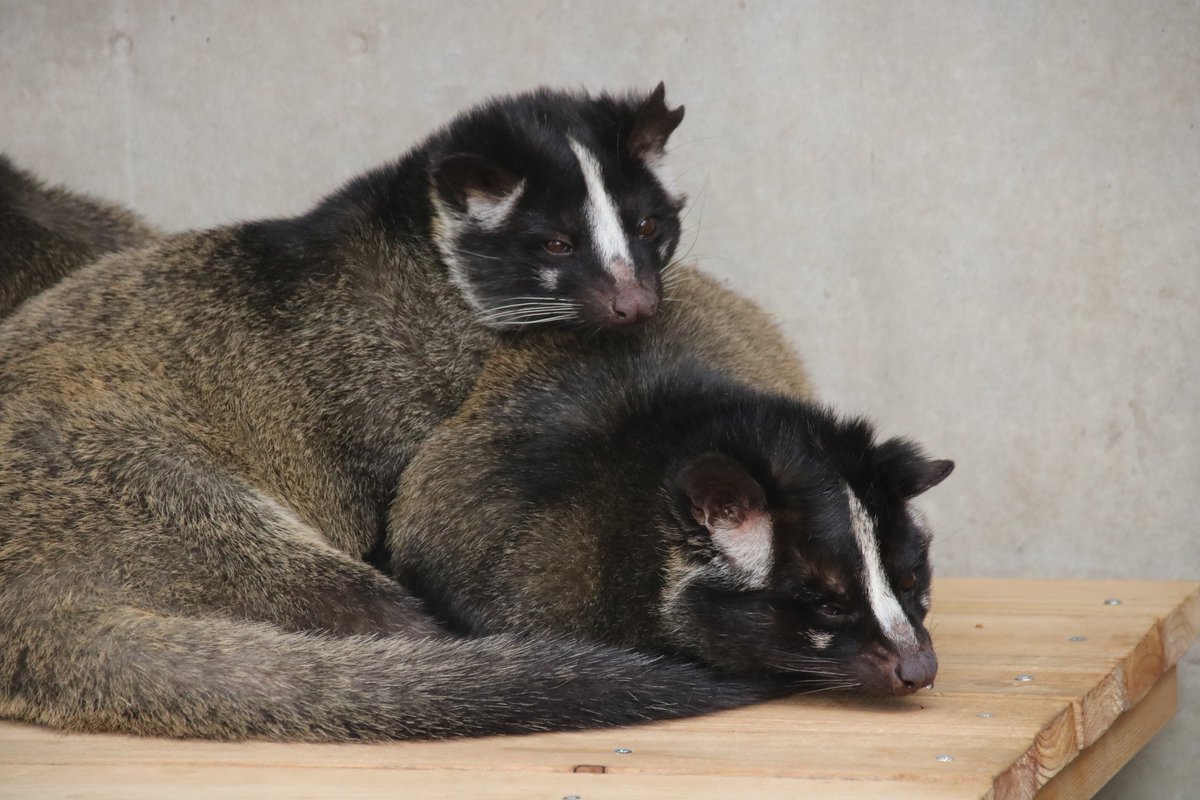 F タヌキさんと 似ている と言われている動物たち 実は科のレベルから違っています 1 タヌキ イヌ科 2 アライグマ アライグマ科 3 ハクビシン ジャコウネコ科 4 ニホンアナグマ イタチ科 タヌキ アライグマ ハクビシン ニホンアナグマ T