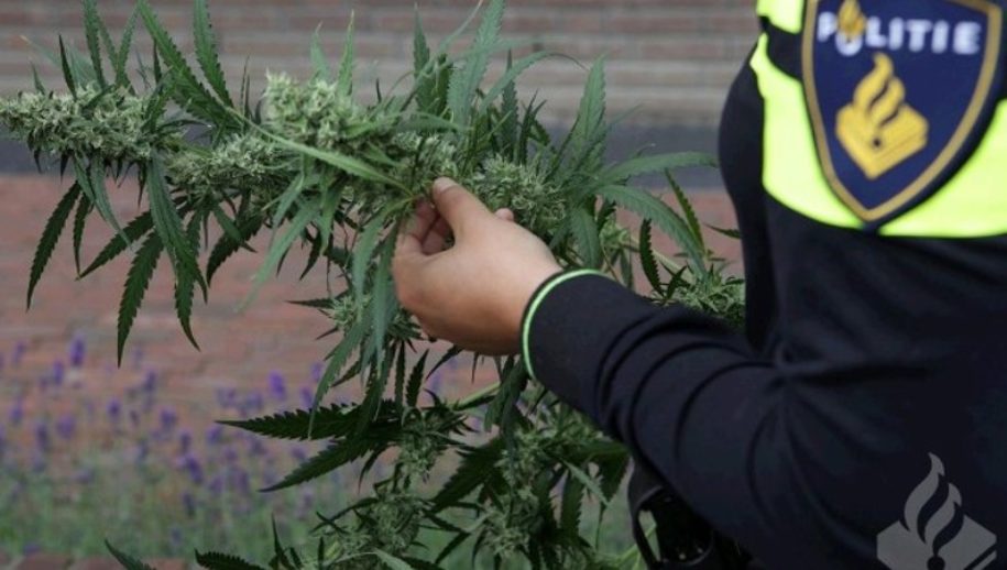 Politie vindt ondergrondse hennepkwekerij in Haarlem Haarlem – Dinsdag 11 februari heeft de politie tijdens een onderzoek in een bedrijfspand aan de Fustweg in Haarlem een ingerichte hennepkwekerij aangetroffen....