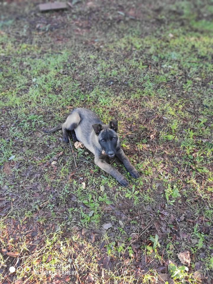 PERDIDA EN CORDOBA 
DIFUNDO 
Se nos acaba de perder una perra por favor si alguien la ve q llame a este número 697277829