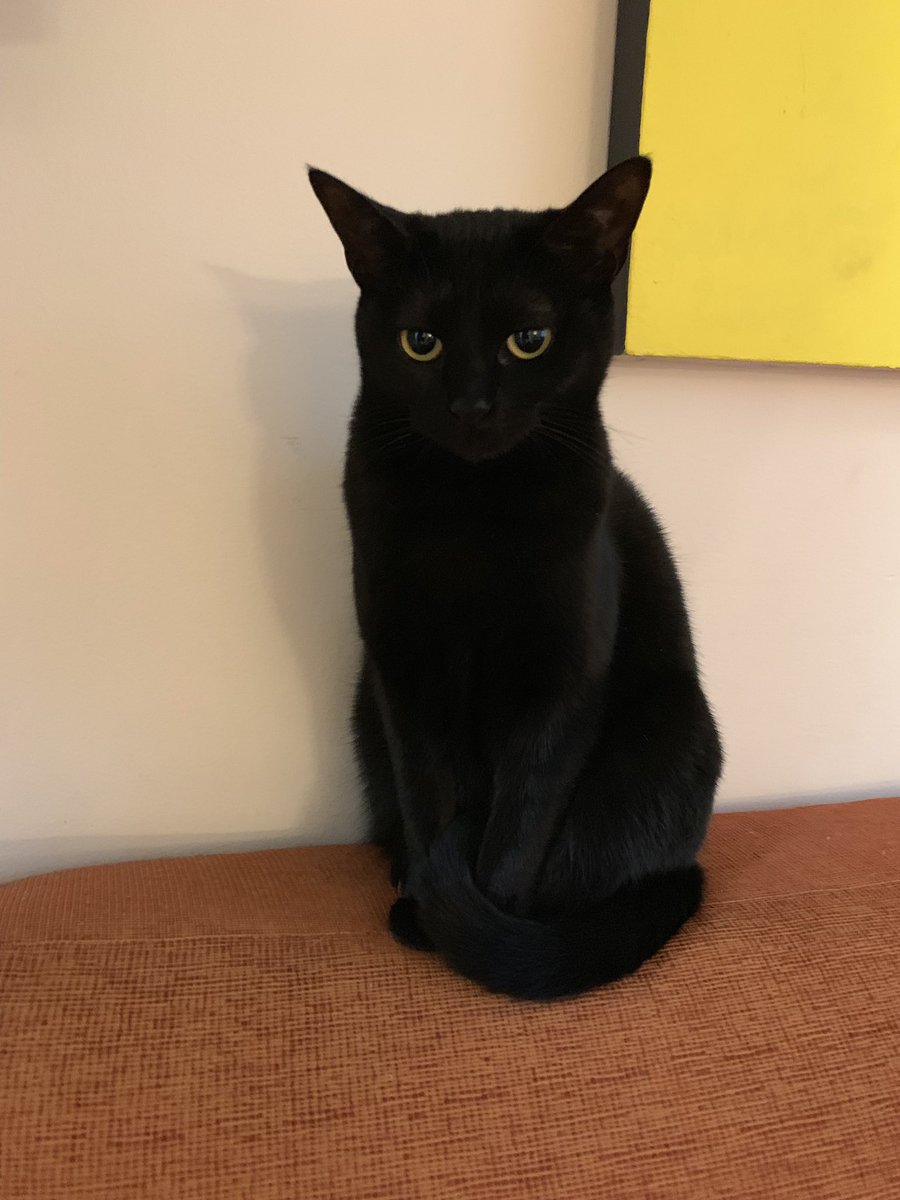 ec0p0lis's tweet photo. That #catpaper makes me want to put some better cat mojo out in the twittersphere- this one was named #Vanta at the shelter (kids changed it to Shadow though) - I can haz ur vizible light? https://t.co/IkQN3p33UP