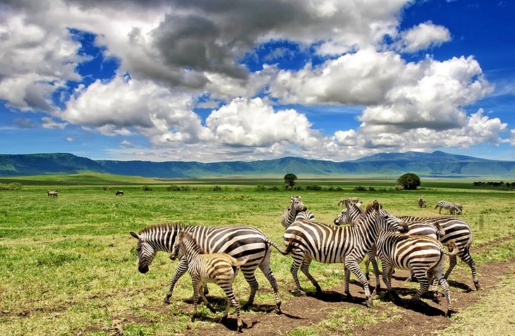 GoodHope_Travel's tweet photo. Its the month of love💑💝#Tagyourbae Twende #Roadtrip Few slots remaining #1dayleft Grab our amazing Self Drive Deal for two this #ValentinesDay To Naivasha, Elementaita&Nanyuki From Ksh.5,500 pps Inclusive of accommodation #WednesdayMotivation #tembeakenya #WednesdayThoughts https://t.co/aukg815v9q