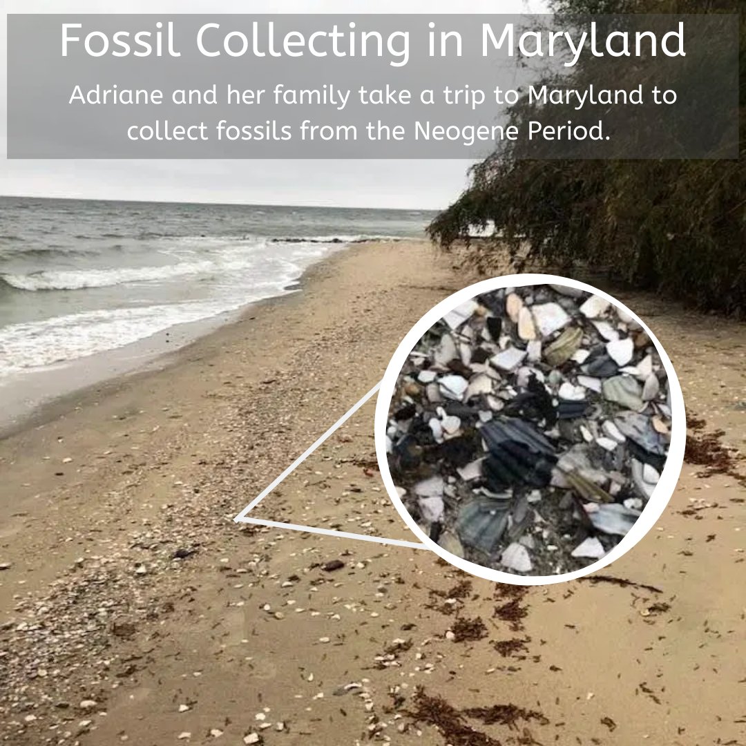 TimeScavengers's tweet image. #FieldExcursion post by @ForamWhisperer! She discusses which beaches she combed for #Neogene (~23-2.5 million years ago) aged fossils as well as an excellent museum to learn about the local geology! Read more at timescavengers.blog/2020/02/12/fos…
