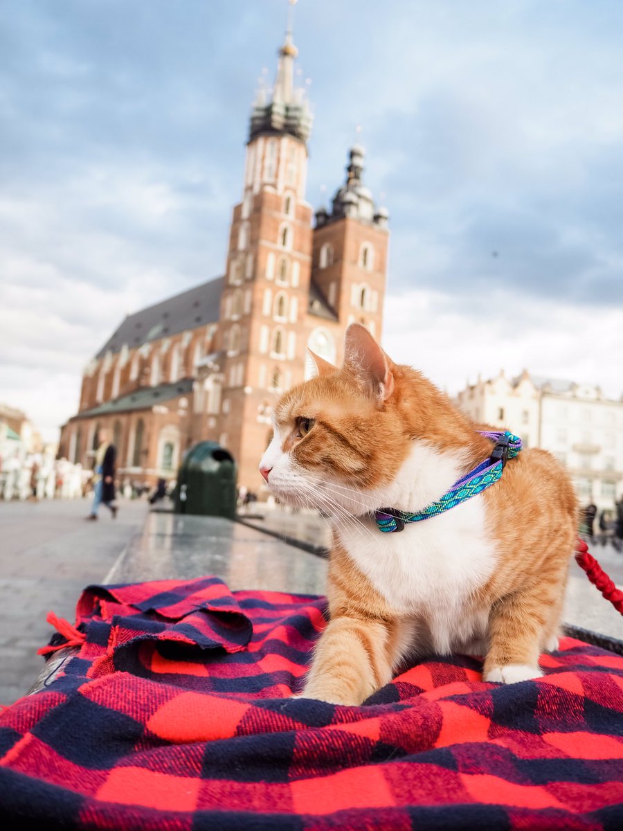 Pip The Beach Cat tweet media