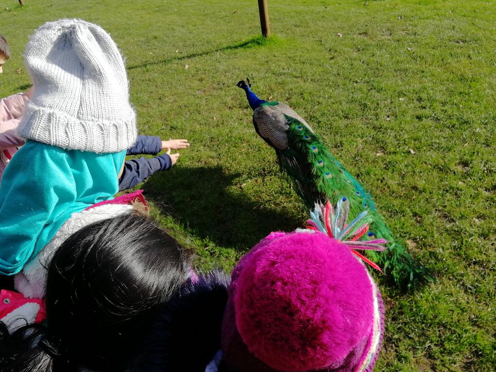 CORENansenLib's tweet photo. Another few photos from Year Two's trip to @WarwickCastle they met LOTS of peacocks, a buzzard, a kite and found these very snazzy helmets! #COREopportunity https://t.co/8H6P9kqYEb