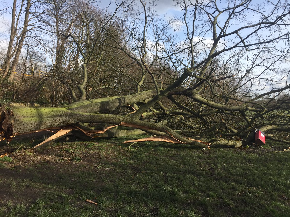 apiculturalLdn's tweet image. Victim of #StormCiaraUk huge tree down on tooting commons behind the triangle and all weather pitch.  @TootingCommMAC @balhamgate @TootingCommon @vaselby @wandbc