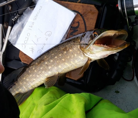 Irish Kayak Angling tweet media