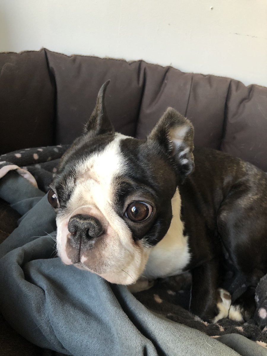 FUSIONspaces's tweet image. A really good virtual #ISE2020 research day and now getting ready to live Zoom with Evan of Moodsonic and we have a little visitor... @thesoundagency #Technology #Sound #AV #DogsofTwitter