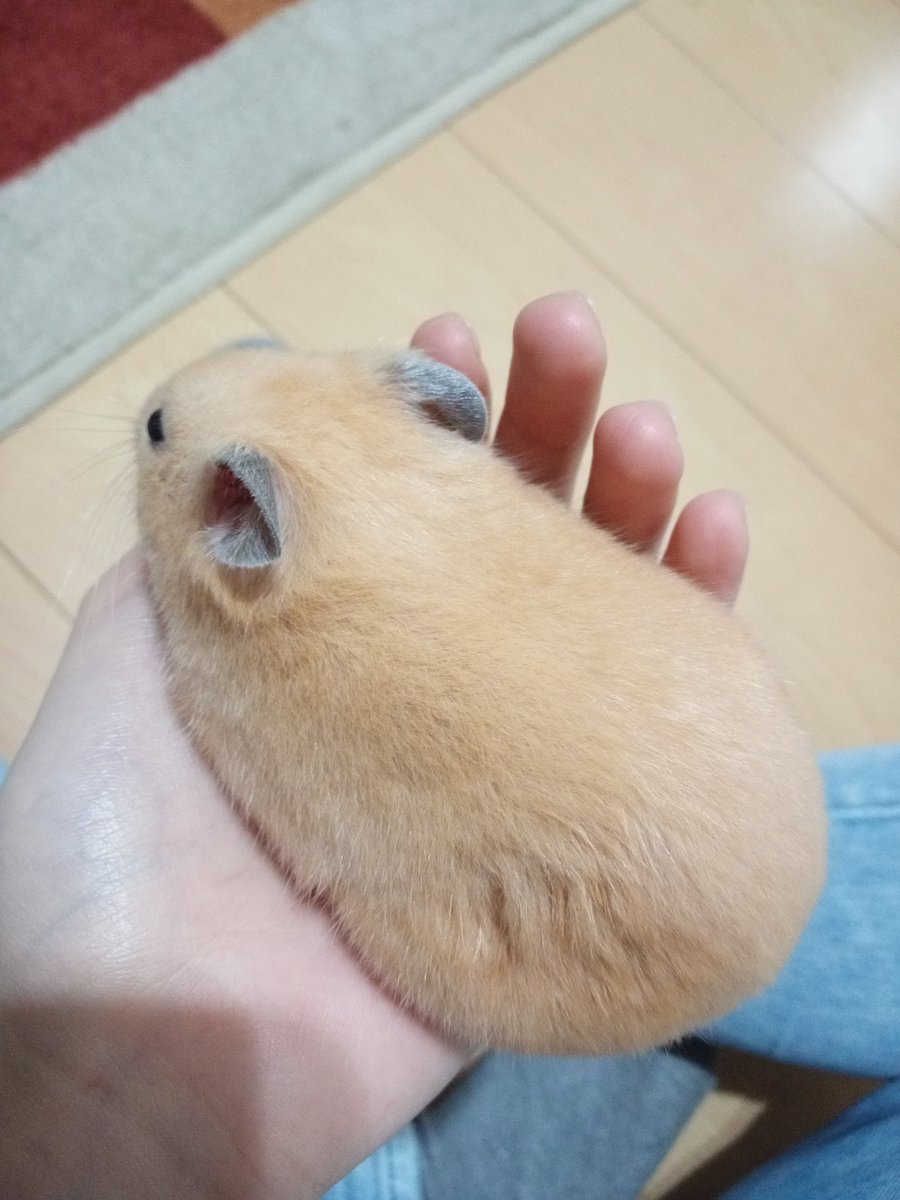 ほむ 2枚目がどうしてもハムスターの後ろ姿に見えないんだが キンクマ キンクマハムスター ハムスター ハムスターのいる生活 ハムスター好きと繋がりたい 手乗りハムスター ほむ 2枚目がどうしてもハムスターの後ろ姿に見えないんだが キンクマ キンクマハムスター ハムスター ハムスターのいる生活 ハムスター好きと繋がりたい 手乗りハムスター