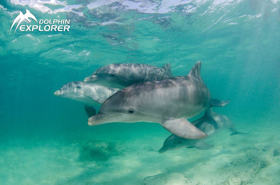 dexplorerpark's tweet photo. Do you want to swim with us?
_____________________________
¿Quieres nadar con nosotros?

https://t.co/DCbEP7gGX2
#DolphinExplorer  #PuntaCana #DominicanRepublic. https://t.co/75PelYMQpa