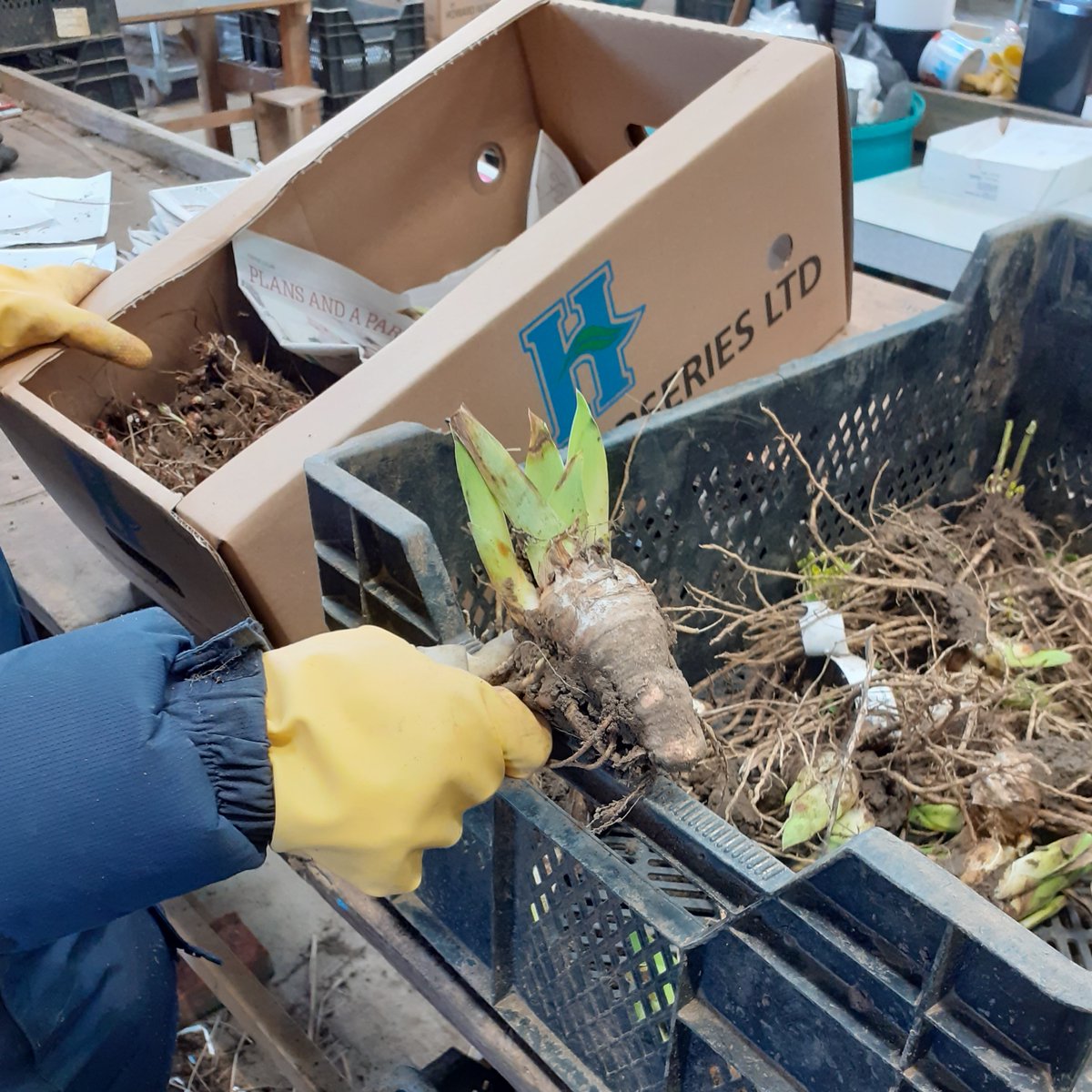 Did you know we lift the bare root plants especially for your individual order? #fieldgrownperennials #barerootperennials #barerootplants #barerootsdesigns #suffolkperennials