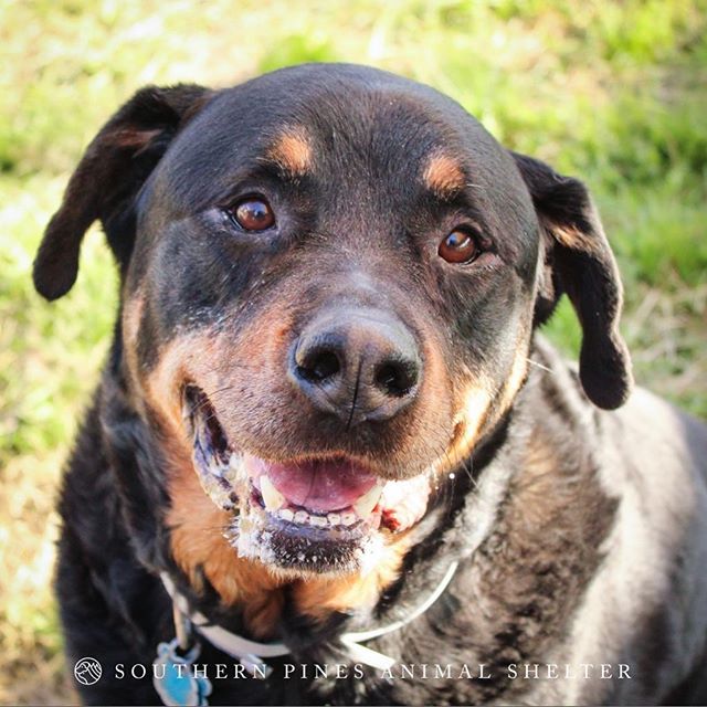 “The bigger, the better” certainly applies to this big sweetheart! Maxwell has a loving heart as big as his body and a gentle disposition. He is housebroken and great at meeting people and children! Maxwell needs a family that can give him lots of love and the attention that he d