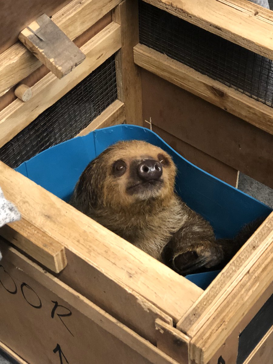 When your patient asks to pet a sloth as part of his/her end-of-life decisions make it happen. <a href="/UTGenSurgery/">UT Austin Surgery Residency</a> <a href="/DellMedSchool/">Dell Medical School</a> #petasloth